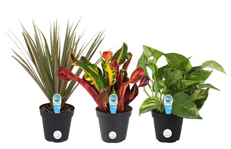 walmart garden center|walmart live plants clearance.